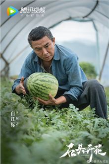 石头开花演员白红标